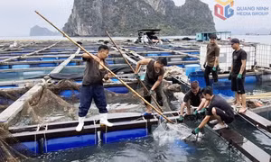 Phát huy vai trò của HTX nuôi biển