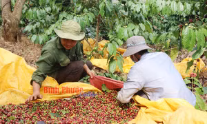 Khi cà phê được giá