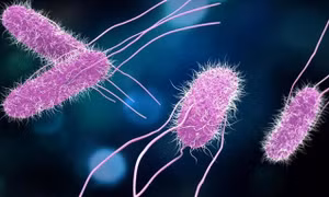 Khuẩn Salmonella gây ngộ độc thực phẩm nguy hiểm thế nào