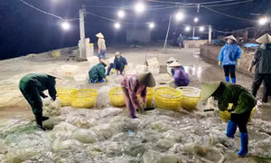 Mở rộng thị trường tiêu thụ cho mặt hàng sứa