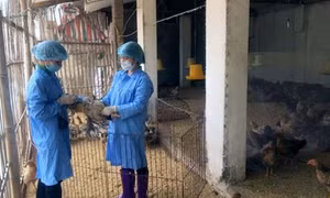 Ngăn chặn kịp thời dịch bệnh phát sinh trên đàn vật nuôi