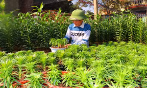 Bình Khê phát triển vùng trồng hoa 