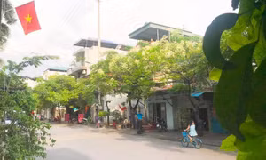 Về miền hoa dâu da