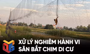 Xử lý nghiêm hành vi săn bắt chim di cư