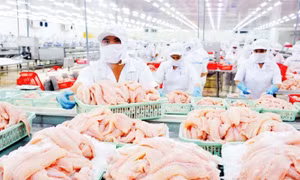 Xuất khẩu cá tra tăng trưởng mạnh mẽ