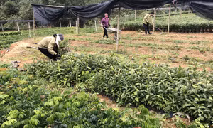 Nâng cao đời sống nông dân gắn với rừng gỗ lớn