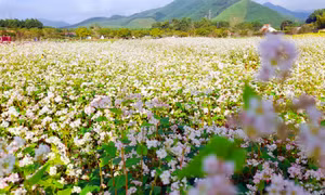 Về ngoại thành Hạ Long, ngắm hoa tam giác mạch 