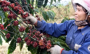 Nắm bắt lợi thế, cà phê Việt chinh phục kỷ lục mới