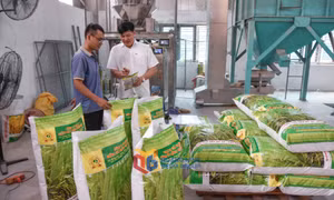 Đảm bảo an ninh lương thực