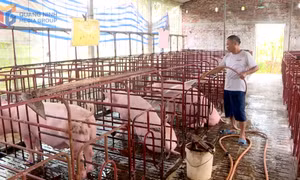 Kiểm soát chặt chẽ dịch tả lợn châu Phi