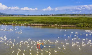 Bình yên đảo Hà Nam