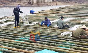 Quảng Ninh sắp xếp vùng nuôi biển phù hợp quy hoạch phát triển thuỷ sản bền vững