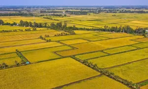 Giá gạo Việt Nam tăng mạnh khi Philippines cấm nhập khẩu gạo từ 1-9, vì sao?