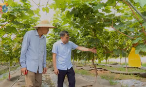 Hiệu quả nguồn vốn Quỹ hỗ trợ nông dân