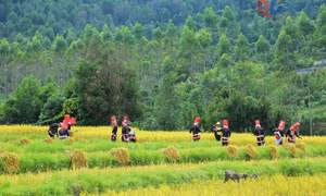 Nâng cao hiệu quả đất trồng lúa