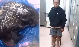 Phát hiện đối tượng đặt bẫy nhím, cầy vòi hương tại rừng Nam Cát Tiên, Đồng Nai đem đi bán