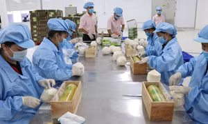 5 năm thực thi EVFTA: Động lực thúc đẩy thương mại bền vững giữa Việt Nam và EU