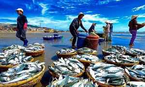 Thúc đẩy tiêu thụ thủy sản nội địa để cân bằng phát triển