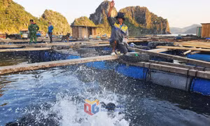Điều chỉnh mức thu tiền sử dụng khu vực biển để gia tăng sức cạnh tranh cho ngành thủy sản