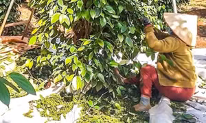 Giá tiêu duy trì đà tăng, doanh nghiệp kỳ vọng giá sẽ còn tốt