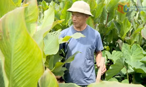 Xã Lục Hồn: Nâng cao thu nhập cho người dân sau sáp nhập