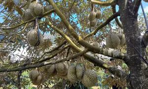 Lấy lại thị trường sầu riêng bằng chất lượng