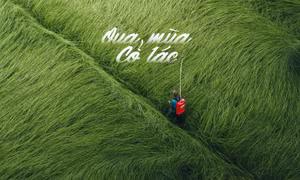 Xứ sở cỏ lác Vĩnh Long vào mùa thu hoạch xanh mướt như nhung