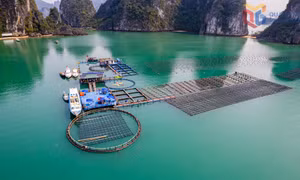 Xóa phao xốp để bảo vệ môi trường biển