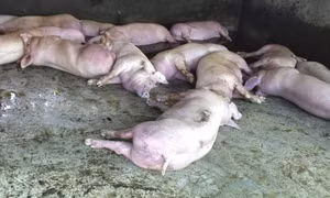 Tuyệt đối không chủ quan với dịch tả lợn châu Phi