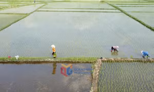 Hoàn thành gieo cấy vụ mùa đúng tiến độ