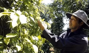 Cơ hội tăng trưởng cho ngành hàng gia vị