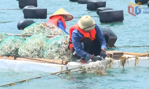 Công nghệ số - nền tảng cho nuôi biển hiện đại