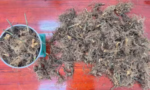 Tạm giữ 3 đối tượng đánh cắp hơn 300 gốc sâm Ngọc Linh