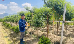 Sớm đầu tư cơ sở hạ tầng kết nối vùng sản xuất tập trung ở phường Bình Khê