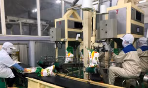 Kỳ vọng xuất khẩu gạo vào thị trường mới