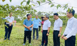 Tầm vóc mới của các xã, phường, đặc khu