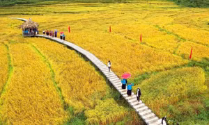Ngày 2/11, khai hội Mùa vàng miền soóng cọ xã Đông Ngũ