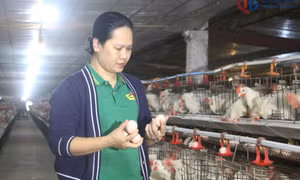 Lan tỏa các phong trào thi đua trong nông dân