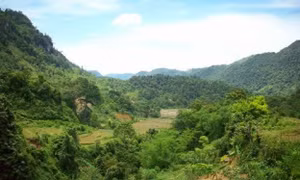 Phát hiện cá thể hổ tại Phú Thọ