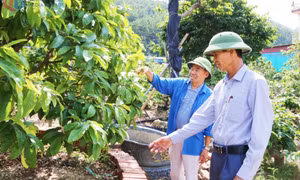 Vai trò nòng cốt trong phát triển nông nghiệp, nông thôn bền vững