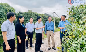 Nông dân Quảng Ninh cùng đất nước tiến vào kỷ nguyên mới