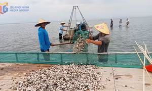 Chuyển dịch từ khai thác sang nuôi biển