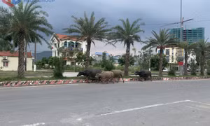 Nguy cơ tai nạn từ việc thả rông vật nuôi trên tuyến giao thông