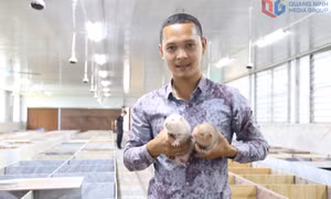 Chàng trai “9X” biến ý tưởng nuôi dúi thành cơ nghiệp tiền tỷ