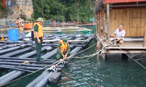 Chủ động ứng phó với bão số 12