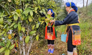 Ngược rừng Kỳ Thượng