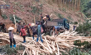 Giàu lên từ rừng