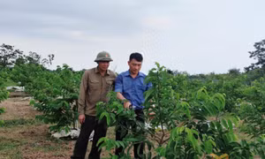 Thành lập Trung tâm Khuyến nông và Quản lý bảo vệ, phát triển rừng: Mô hình “một đầu mối – đa chức năng”