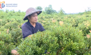 Người dân mạnh dạn đầu tư phát triển kinh tế
