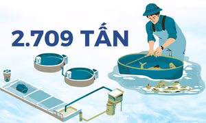 2.709 tấn - là tổng sản lượng thuỷ sản khai thác của tỉnh được kiểm soát từ đầu năm đến nay
